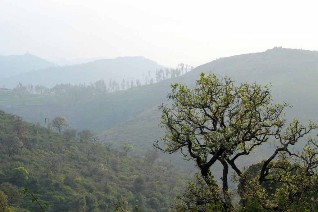 Landscape of the area around Kotagiri, Tamil Nadu, India. You can faintly see tea plantations on the terraced hills in the distance.